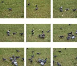 Pigeon Lunch